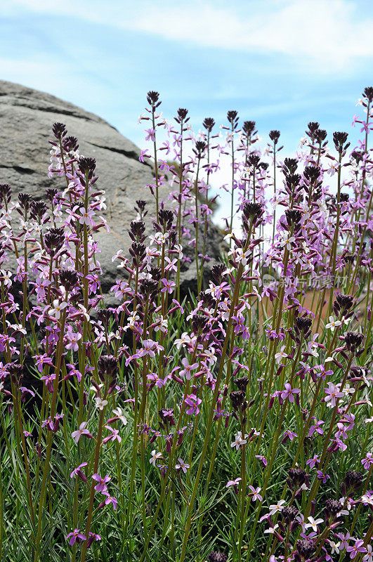 Teide的wallflower - alheli (Erysimum scoparium)